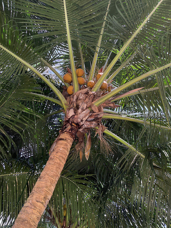 阳光明媚的一天，从下面看，奇异的国王椰子树(Cocos nucifera)和一簇椰子，映衬着棕榈叶和蓝天的背景